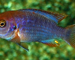 Iodotropheus Sprengerae M
