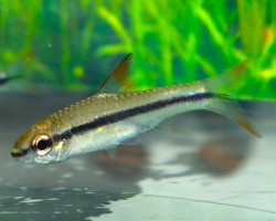 Enteromius Prionacanthus M