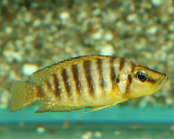 Altolamprologus Compres. Goldhead L