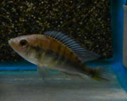Haplochromis Chilotes M