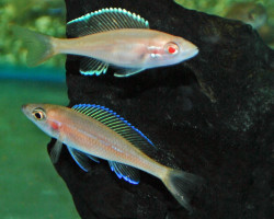 Paracyprichromis Nigripinnis Albino L