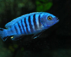 Pseudotropheus Sp. Kingsizei S
