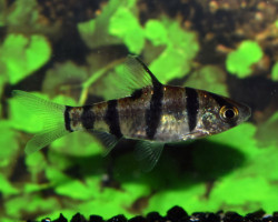 Desmopuntius Hexazona M