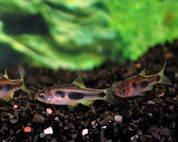 Barbus Hulstaerti M