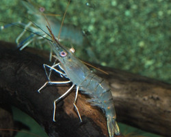 Macrobrachium Rosenbergii L