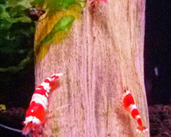 Caridina Crystal Red M
