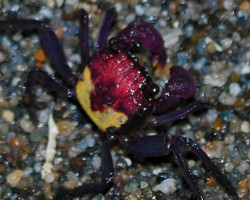 Geosesarma Sp. Metallic M