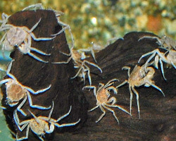 Limnopilos Naiyanetri L