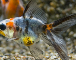 Car. Aur. Calico Fantail 7/8