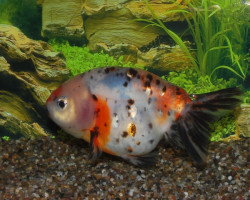 Car. Aur. Ranchu Calico 8/10