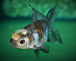 Car. Aur. Lionhead Dark Mixed 8/10