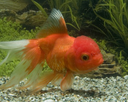 Car. Aur. Red Oranda 7/8