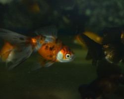 Car. Aur. Butterfly Mix 6/7