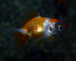 Car. Aur. Red/White Butterfly  5/6