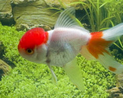 Car. Aur. Red/White Oranda  6/7