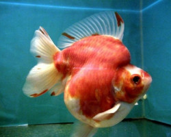 Car. Aur. Sakura Ryukin 6/7