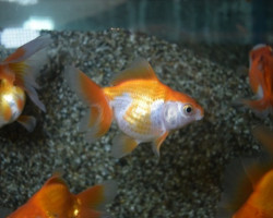 Car. Aur. Tosakin 8/10