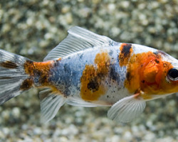 Car. Auratus Shubunkin 16/20