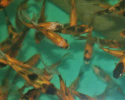 Car. Auratus Shubunkin Yellow 7/10