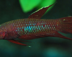 Betta Coccina L