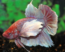 Betta Dumbo Ear Maschio M