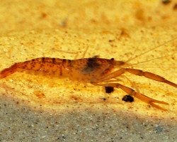 Euryrhynchus Amazoniensis M