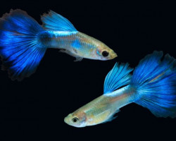 Guppy Blue Parrot Maschio M