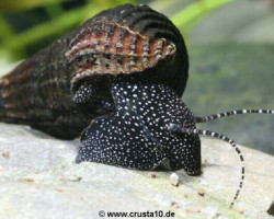 Tylomelania Patriarchalis 4-6