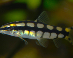 Ambastaia Sidthimunki S/M