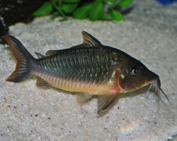 Brochis Multiradiatus M