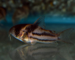 Corydoras Sp. Cw127 Xl