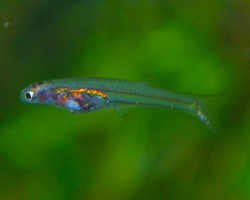 Danionella Translucida S