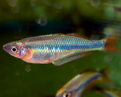 Chilatherina Alleni M