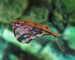 Carnegiella Strigata Strigata M