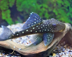 L128 Hemiancistrus Sp. M/L