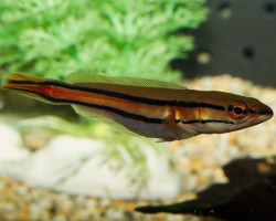 Channa Micropeltes S