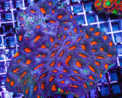 Acanthastrea Echinata (Ultra) Xs