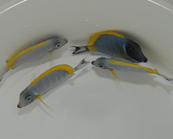 Acanthurus Leucosternon L