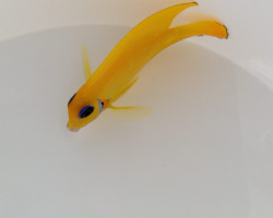 Acanthurus Pyroferus (Mimic Flavissima) Ml