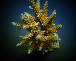 Acropora Secale Xs