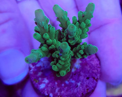 Acropora Spp. (Ultra) (Frag) M