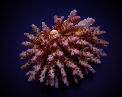 Acropora Subulata Xs