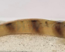 Amblyeleotris Fontanesii M