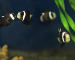 Amphiprion McCullochi - Allevato Europa M