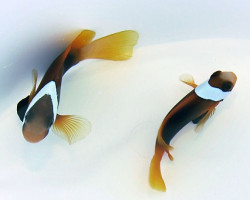 Amphiprion Melanopus - Allevato Europa S