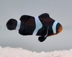 Amphiprion Ocellaris (Darwin) - Allevato Europa S