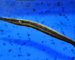 Anacanthus Barbatus M