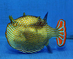 Aracana Ornata (Maschio) (Temperate Water) L