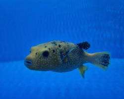 Arothron Meleagris (Yellow Phase) Ml