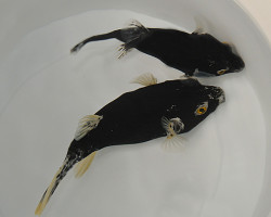 Arothron Nigropunctatus (Black/White) Ml